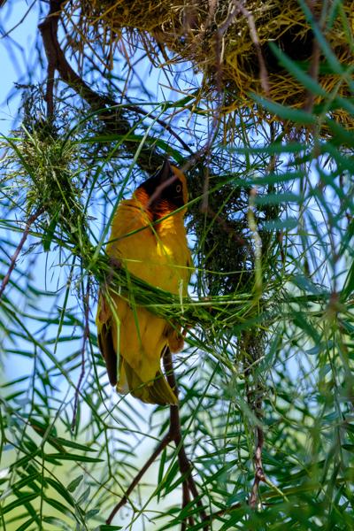 Masked weaver building nest in tree Nakuru East ward, Kenya