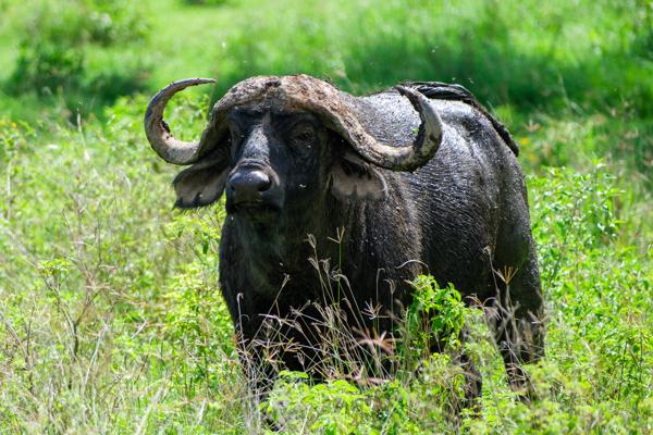 Mbaruk/Eburu ward, Kenya