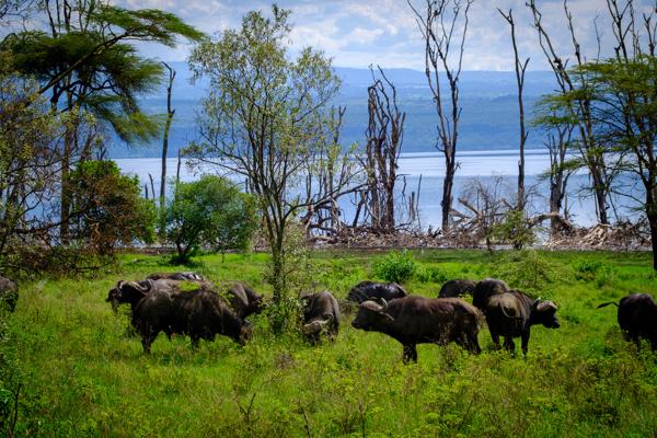 Mbaruk/Eburu ward, Kenya