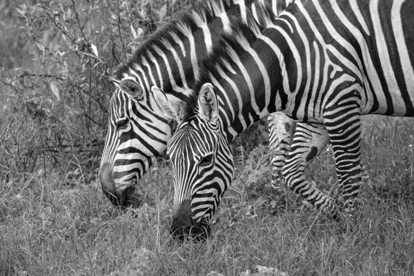 Two Plains Zebras Grazing in Tall Grass Barut ward, Kenya