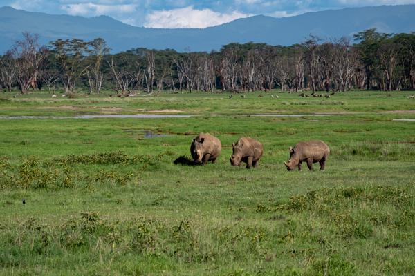 White Rhinos Grazing on Nakuru Grassland Barut ward, Kenya