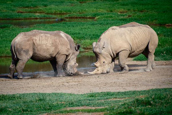 Two White Rhinos Face Off by a Watering Hole Barut ward, Kenya