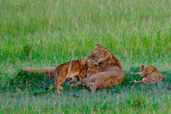 Lioness and cubs resting in Kenyan grassland Siana ward, Kenya
