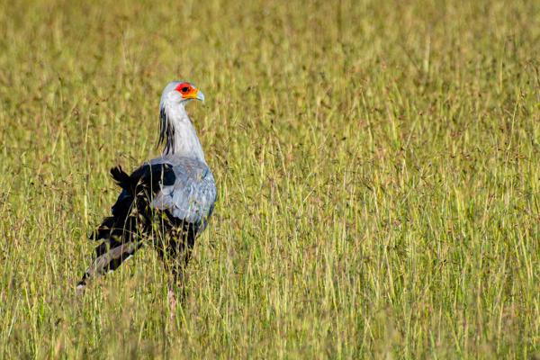 Secretary Bird in Kenyan Grassland Siana ward, Kenya