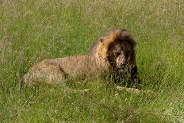 Male African Lion Resting in Tall Grass, Maasai Mara Siana ward, Kenya