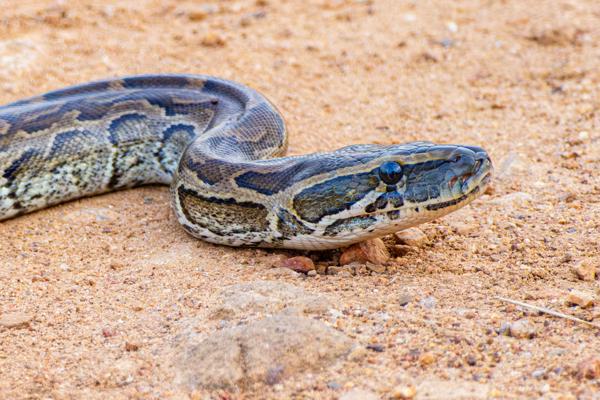 African Rock Python Resting on Sandy Ground Tanzania