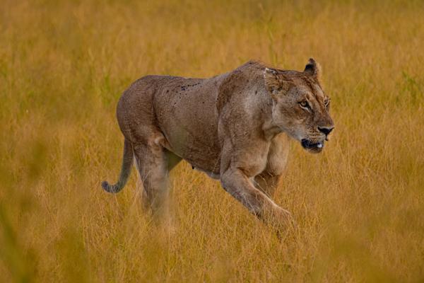 Lioness Walking Through Golden Savanna Tanzania