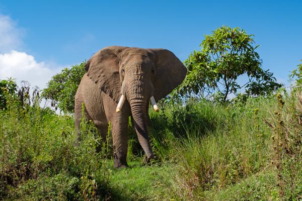 A majestic elephant in a lush savanna Tanzania