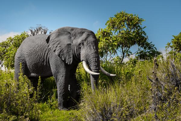 African Elephant Grazing in Tanzanian Savanna Tanzania