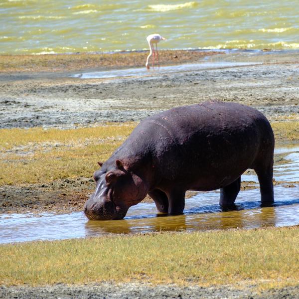 Hippo Drinking at a Shallow Lake Margin Tanzania