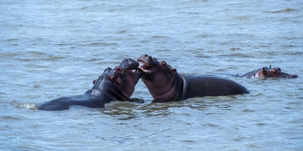 Hippos Playfully Fighting in Water Tanzania