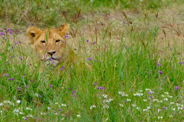 Young lion resting in tall grass in Ngorongoro area Tanzania