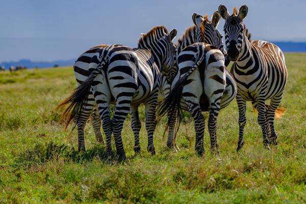 Plains Zebras Grazing on Tanzanian Grassland Robanda, Tanzania