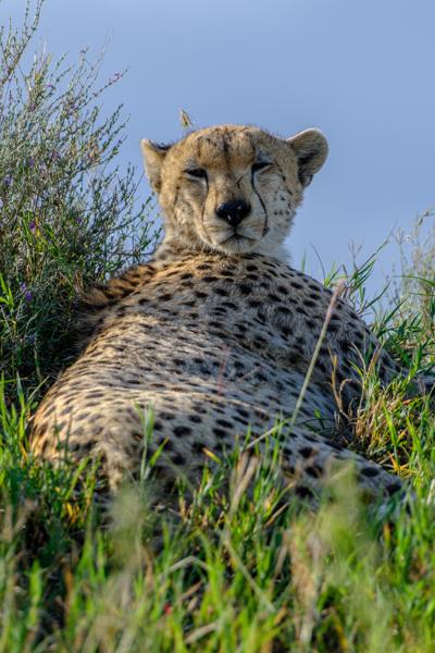 Resting Cheetah on a Grassy Mound, Northern Tanzania Robanda, Tanzania