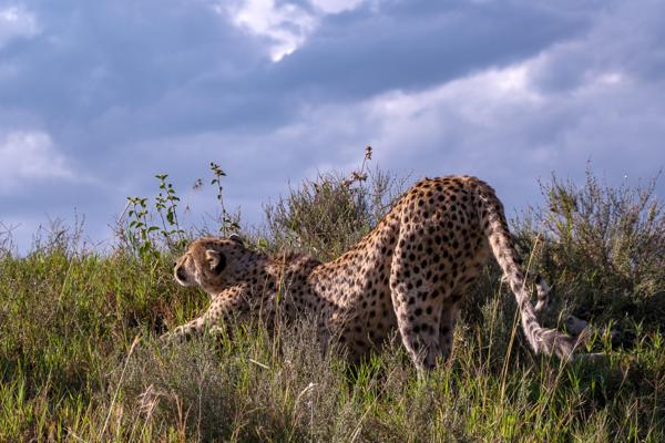Cheetah stretching on a grassy ridge, Serengeti Robanda, Tanzania