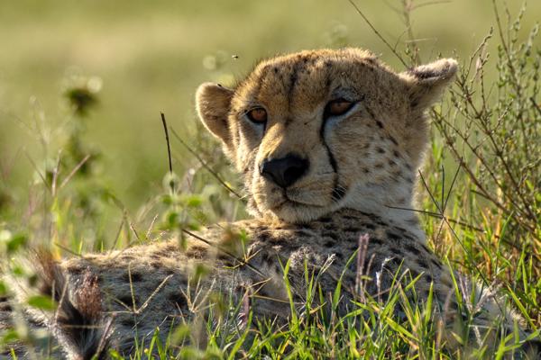 Resting Cheetah in the Serengeti Robanda, Tanzania
