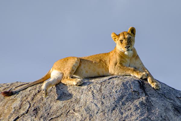 Lioness Reclining on Kopje at Sunrise Robanda, Tanzania
