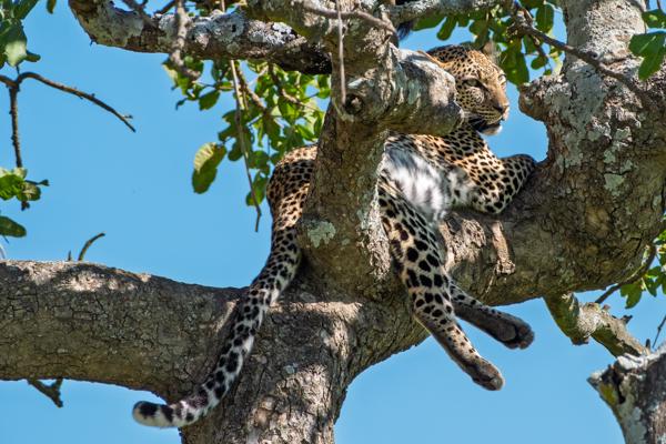 Leopard resting in a savanna tree Tanzania