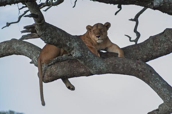 Tanzania
