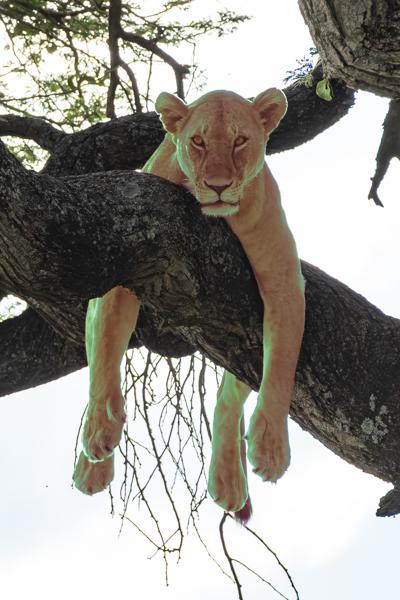 Tanzania