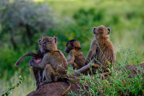 Young Baboons Resting on Termite Mound in Tanzanian Grassland Tanzania