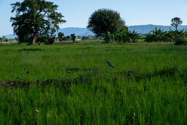 Mto wa Mbu, Tanzania