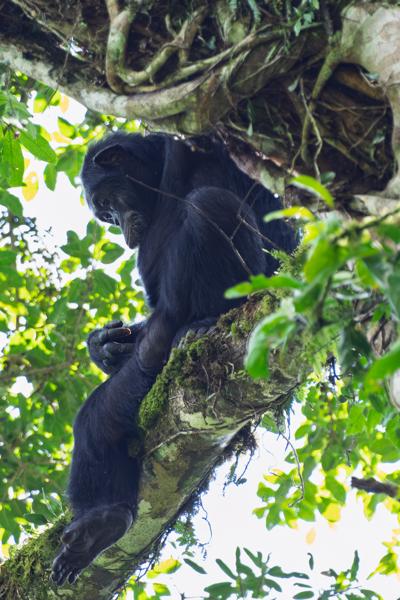 Kayanga, Uganda