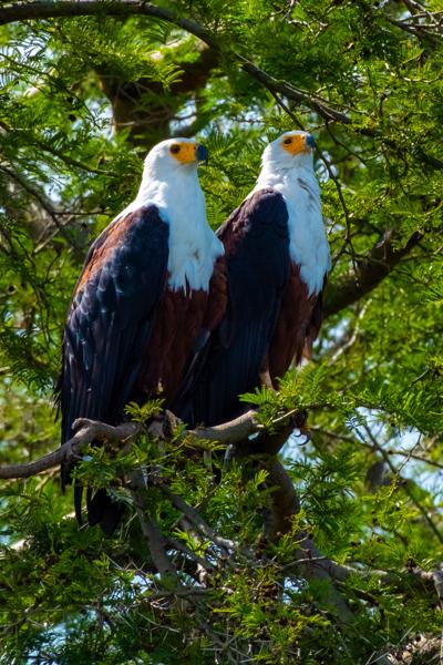 Pair of African Fish Eagles Perched in a Tree Katunguru, Uganda