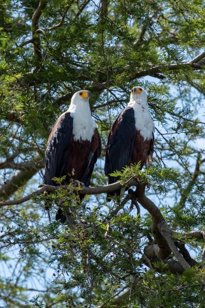 Bald Eagles Perched on a Branch Katunguru, Uganda