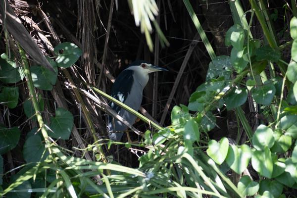 Kyangabukama, Uganda