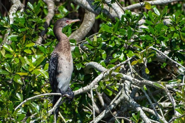 Kyangabukama, Uganda