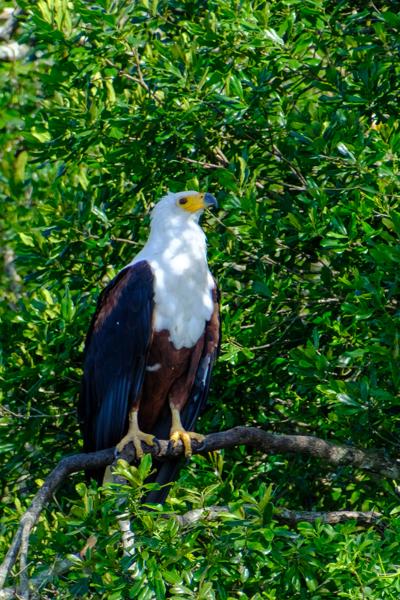 African Fish Eagle Perched Among Green Foliage Katunguru, Uganda