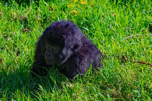 Matyazo, Uganda