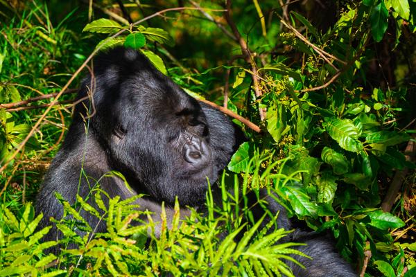 Resting mountain gorilla in dense green foliage Matyazo, Uganda