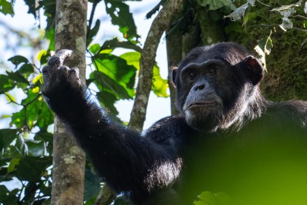 Adult Chimpanzee in the Forest Canopy Kayanga, Uganda