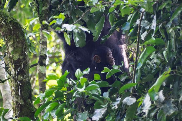 Kayanga, Uganda