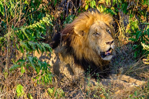 Majestic male lion resting in Zambian bush Zambia