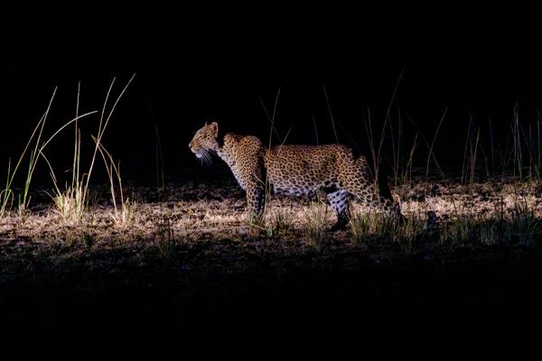 Leopard Walking at Night in Grassland Zambia