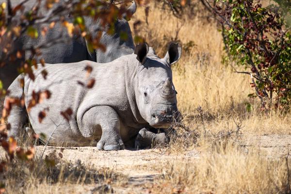 Resting White Rhinoceros in Dry Savanna Matobo, Zimbabwe