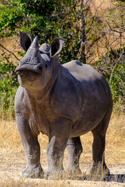 Close-up of a White Rhinoceros in African Bushveld Matobo, Zimbabwe