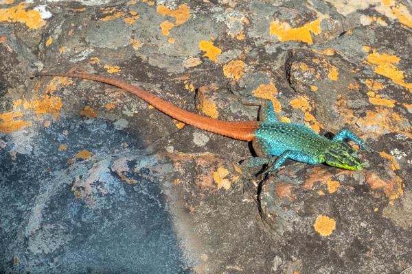 Thaba Chweu Local, South Africa