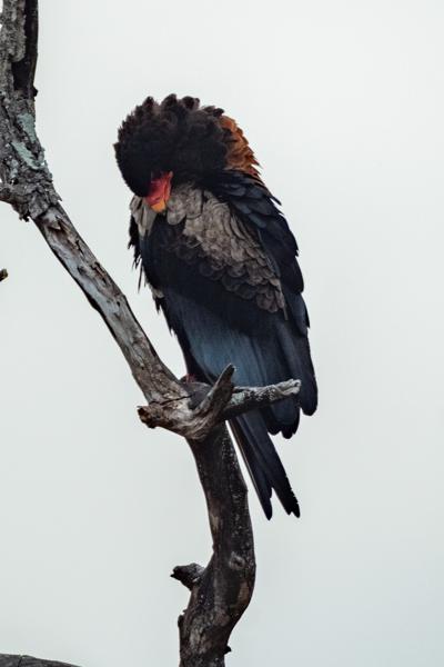 Bushbuckridge, South Africa