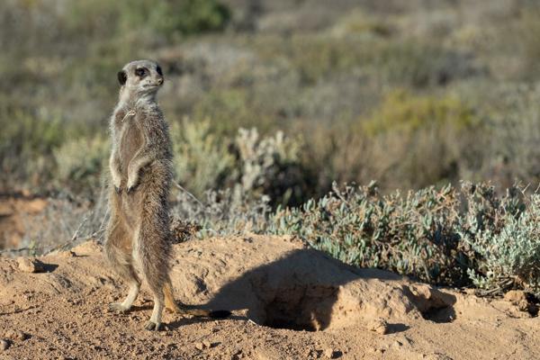 Meerkat on Sentry in the Klein Karoo George, South Africa