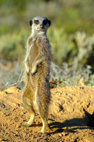 Meerkat on lookout in the Klein Karoo, South Africa George, South Africa