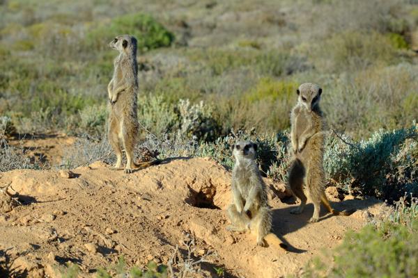 Meerkats on Watch in the Karoo George, South Africa
