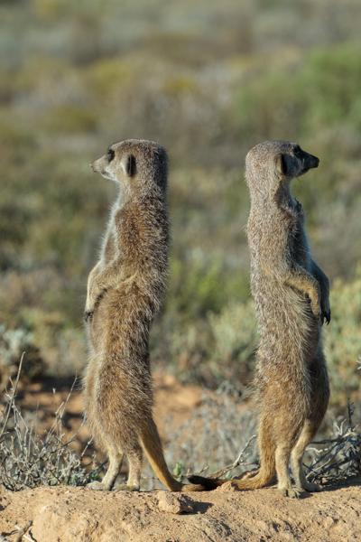 Back-to-back meerkats on lookout in the Klein Karoo George, South Africa