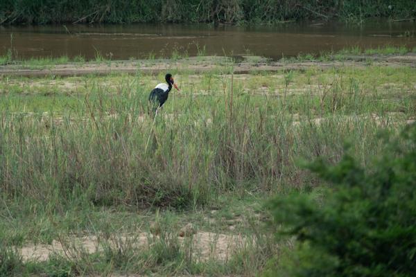 Bushbuckridge, South Africa