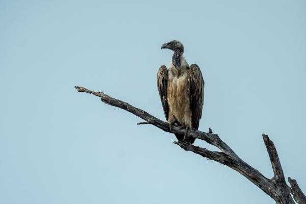 Bushbuckridge, South Africa