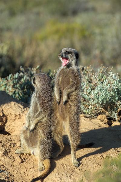 Yawning Meerkat Pair in the Karoo George, South Africa