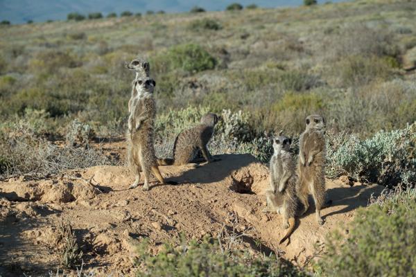 Vigilant meerkats in the Little Karoo George, South Africa